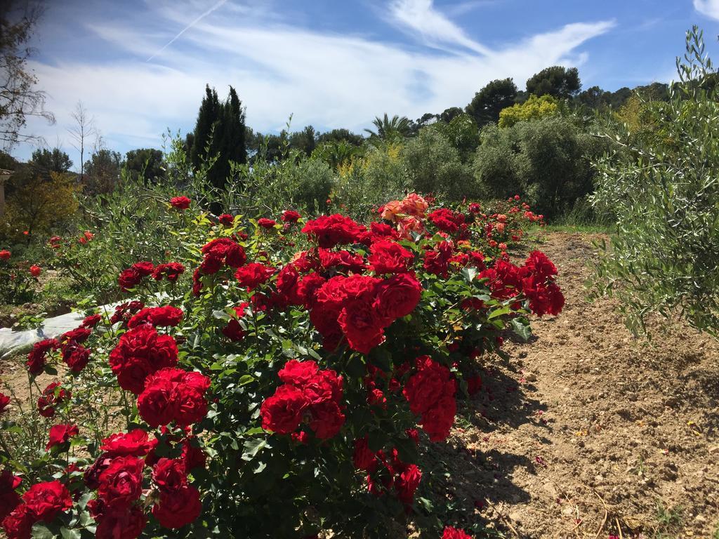 Le Clos De La Chevre Sud La Cadiere-d'Azur Eksteriør billede